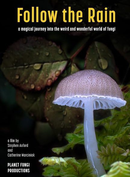 دانلود مستند باران را دنبال کن Follow the Rain 2024